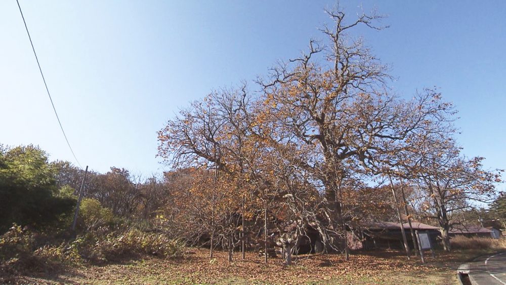 大迫力！県天然記念物「茨島のトチノキ」