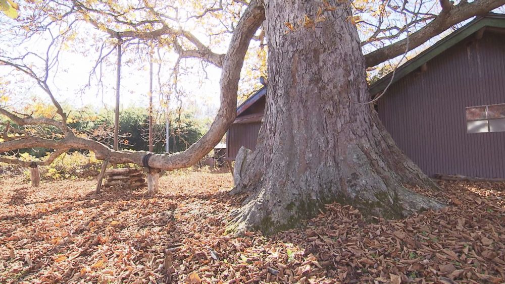 幹周りは青森県最大級