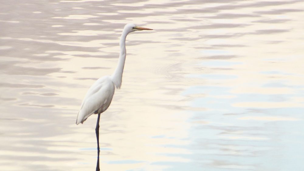 モチーフは鶴の飛翔する姿