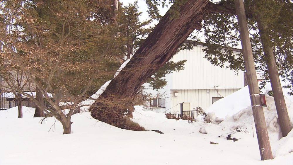 樹齢300年以上のイチイの木