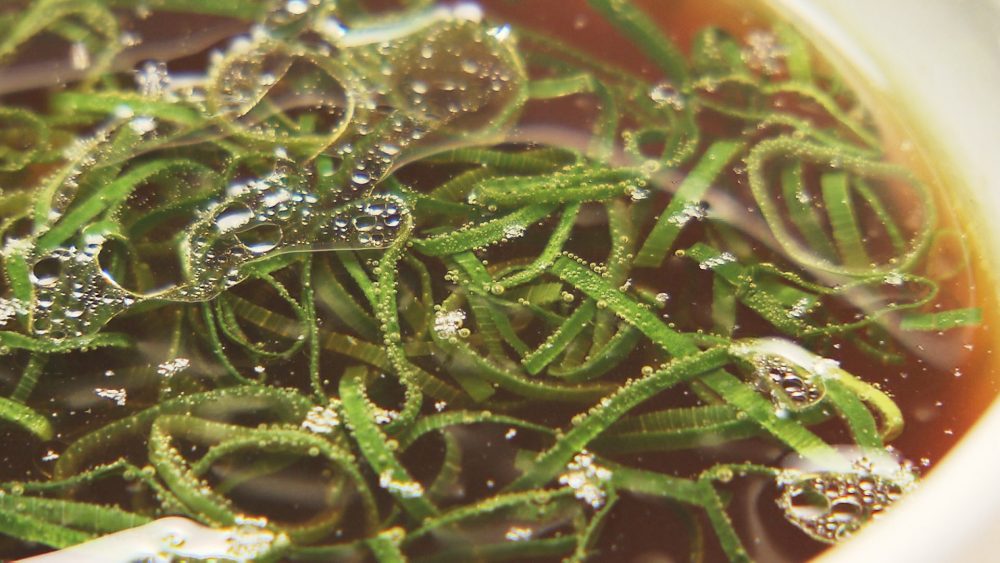 濃厚昆布水＆鴨とブランド鶏の高級清湯スープつけ麺