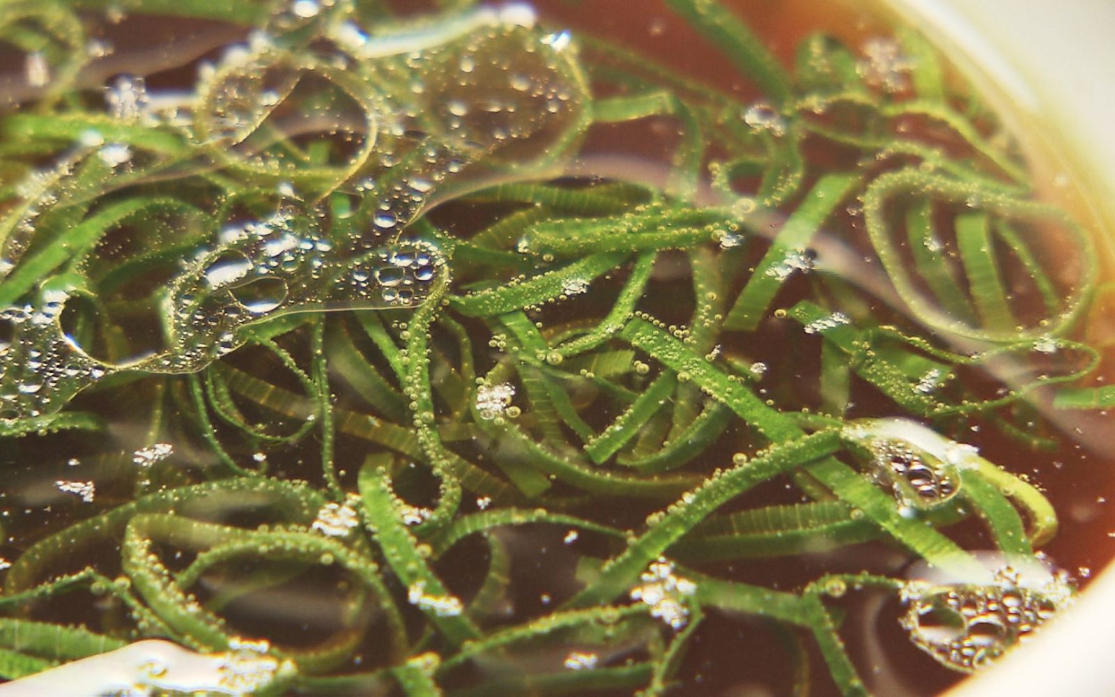 濃厚昆布水＆鴨とブランド鶏の高級清湯スープつけ麺