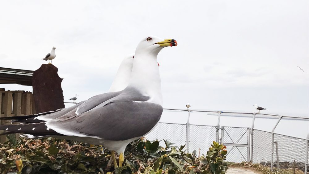 春には3～4万羽が飛来