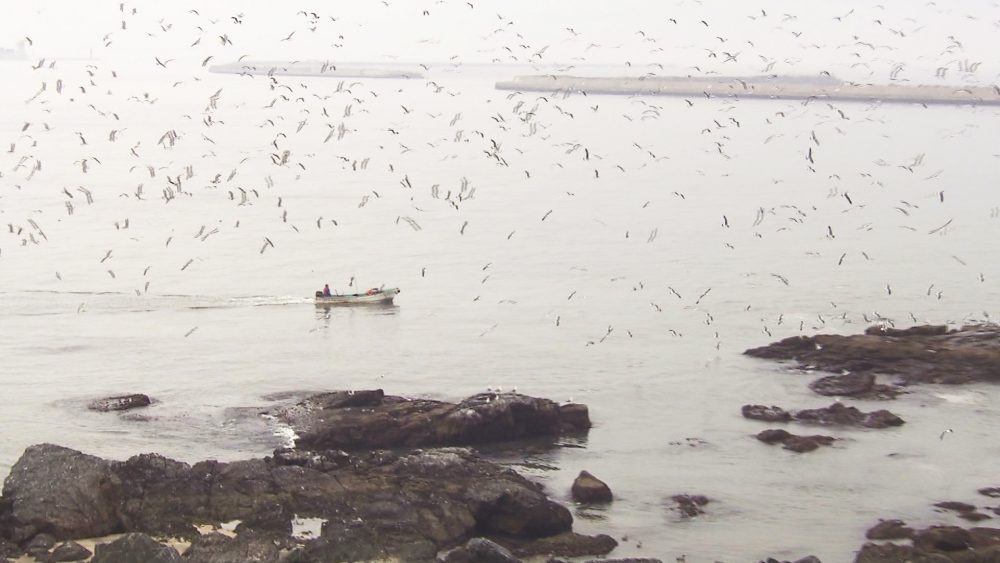 蕪島はウミネコの繁殖地