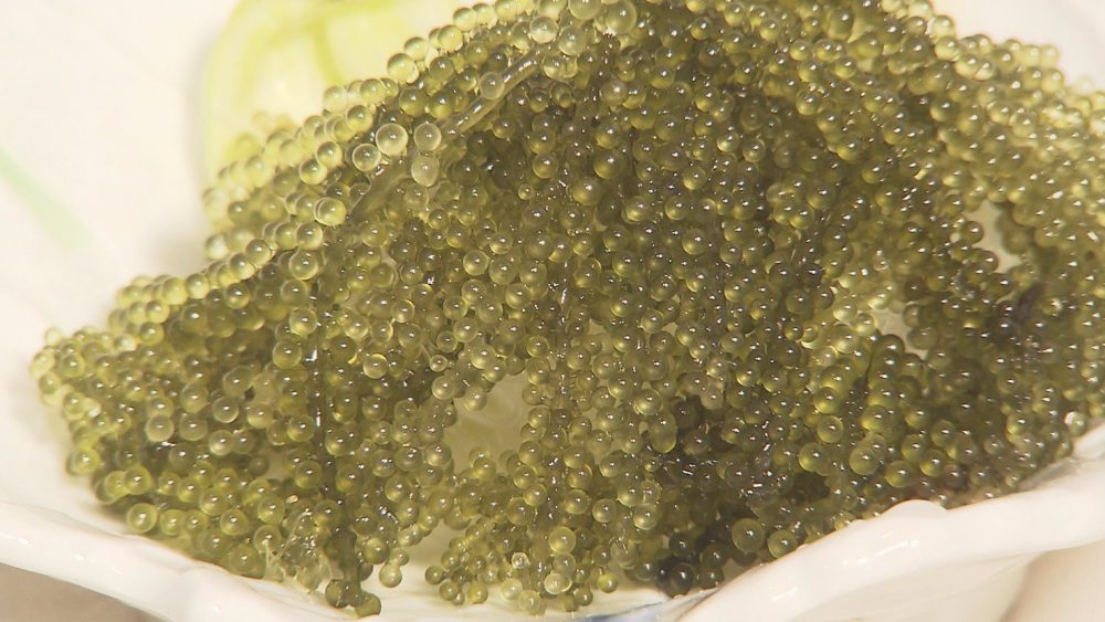 沖縄直送！活海ぶどう