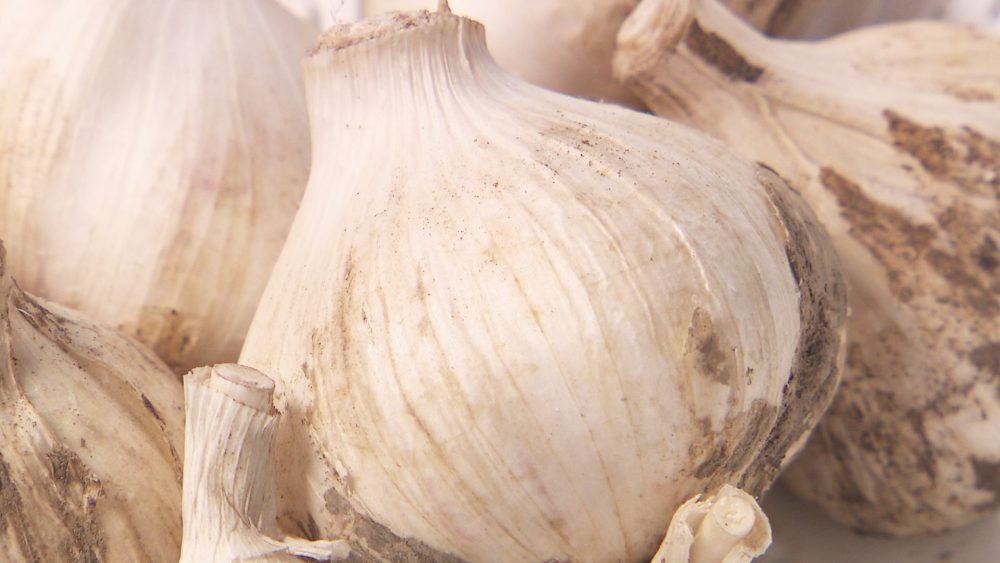 弘前でとれたにんにくを