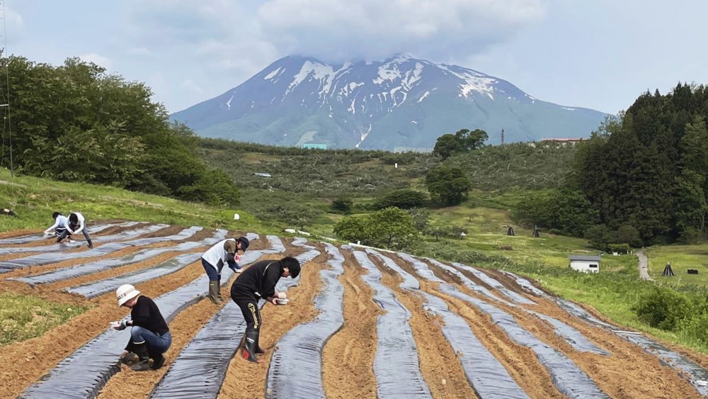 津軽地方で栽培