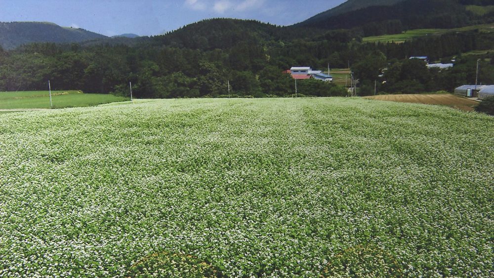 黒石市で栽培されたそば
