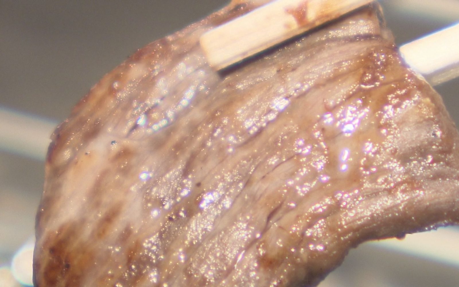 黒毛和牛をセルフスタイルで　コスパ最強の焼肉店！