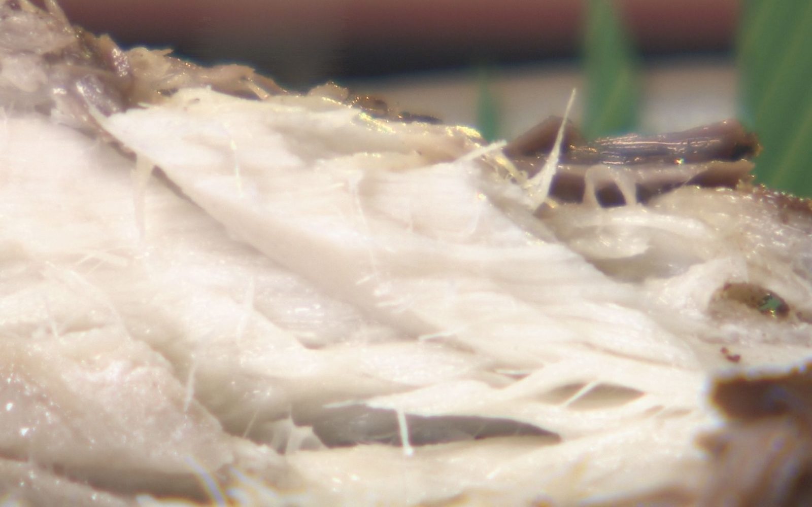 一夜干しのサバをじっくり焼き上げた　うまさ凝縮の焼き魚定食
