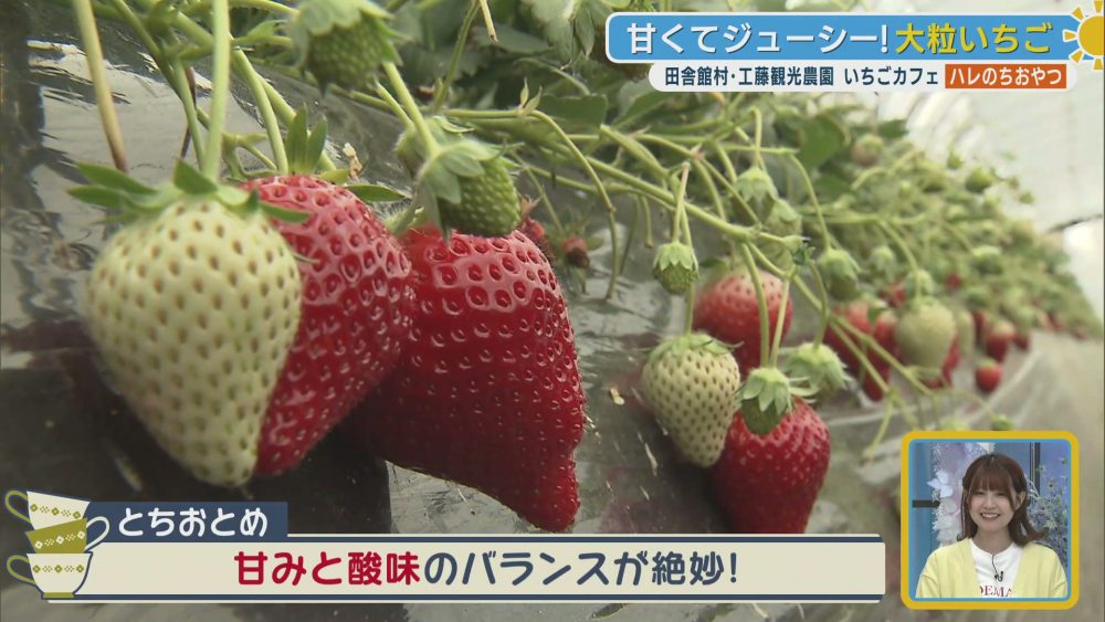 土耕栽培のこだわりで甘くてジューシーな大粒いちご